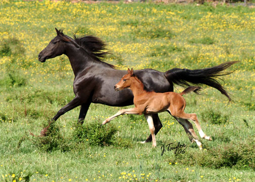 May 2006, pictured with her colt by Gitar MF