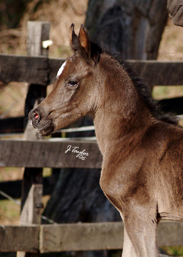 5 days old