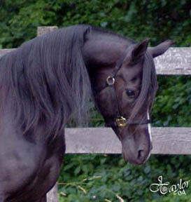 Our head stallion - Midnight Enchantr