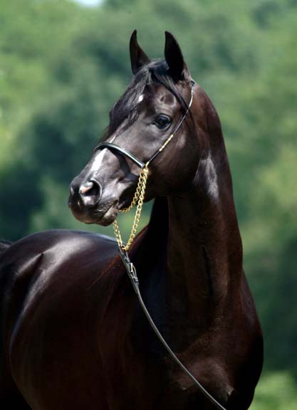 Our stallion Midnight Enchantr