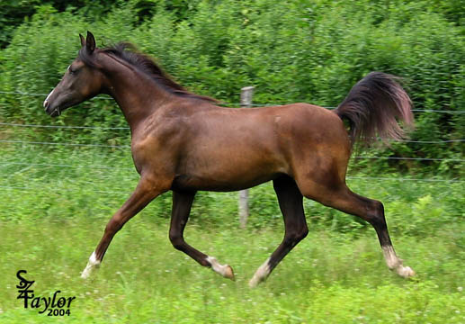 1 year old