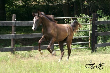 July 2004 - 1 year old - She's a JUMPER! :-)