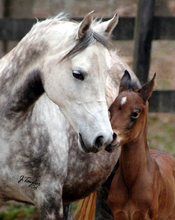 April 2006 - pictured with her filly by Midnight Enchantr