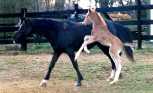 It's going to feel like forever til weaning day!