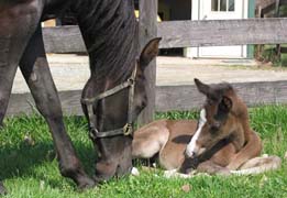 Aviana Bey & 2003 Filly