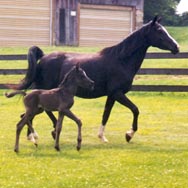 Tiana MCF with foal Nova Dair