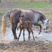 Fancy teaching Tera about the joys of a creek!