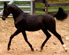 Nova Dair as a yearling