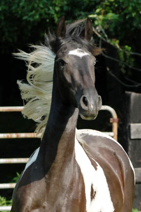 http://www.asarabians.com/Images/Fyre-3yrs-04.jpg