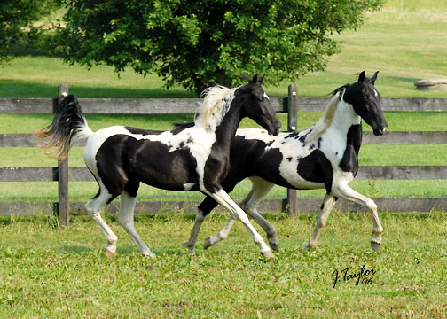 June 2006 - Fyre on the left; Winter (her sister) on the right