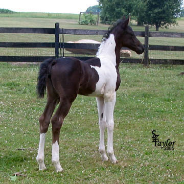 2 weeks old