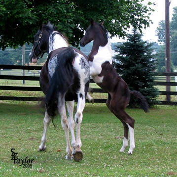 2 weeks old