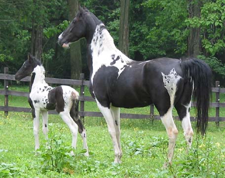 June 2003 with her pinto filly