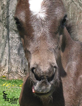 1 day old - Look at his cute little tongue!