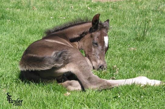 1 day old