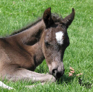 1 day old