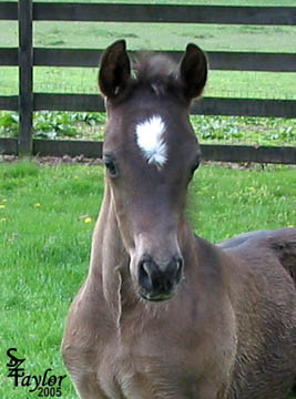 11 days old