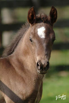 11 days old