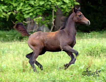 3 months old