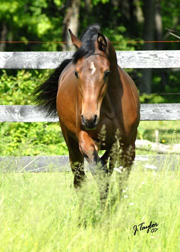 arabian gelding