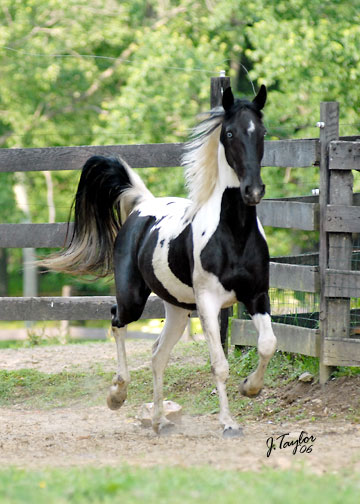 Pinto Horse Pictures