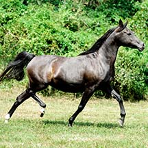 2006 Black Arabian Mare