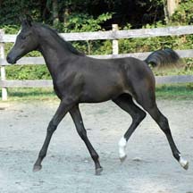 2007 Homozygous Black Arabian Filly