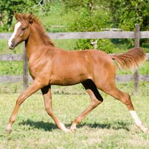 2008 Chestnut Arabian Colt