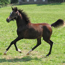 2004 Bay Filly out of Rather Love (by Sakr-TS)