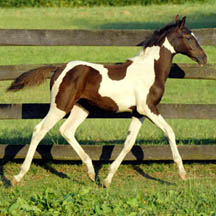 2006 Black/White Pinto Colt