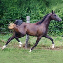 Midnights Clasico Bey - 2003 Black Arabian Filly