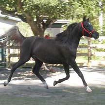 Black Diamond Magic - 2005 Black Arabian Gelding