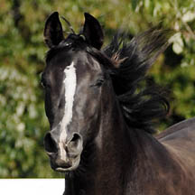 Midnights Echo - 2003 Black Filly