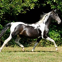 2004 Black/White Pinto Mare