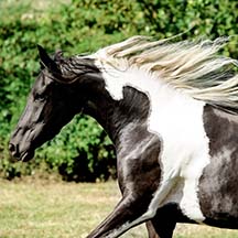 ASA Midnight Fyrefly - 2012 Black/White Pinto Half-Arabian Mare