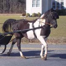 2005 Black/White Half-Arabian Filly