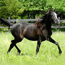 Krewe's Kabaret - 2006 Black Arabian Colt