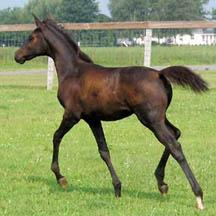 2005 Arabian Filly