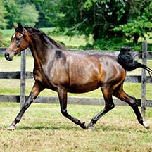 Melazonas Melody - 2001 Bay Arabian Mare