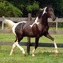 Hot Majestic Nite - 2004 Black/White Pinto Gelding