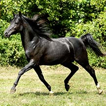 Santa Ray - 2012 Black Arabian Gelding