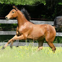 Bey Shatar - 2006 Bay Arabian Gelding