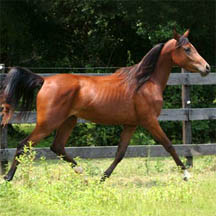 So Ennchanting - 2002 Bay Arabian Filly