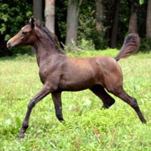 ASA Miss Terafix - 2004 Grey Arabian Filly