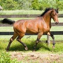 Vai Vacious - 2006 Bay Arabian Gelding