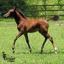 2004 Arabian Colt