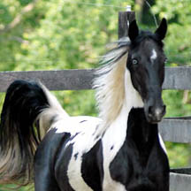 Winters First Frost - 2003 Black/White Pinto Saddlebred Filly