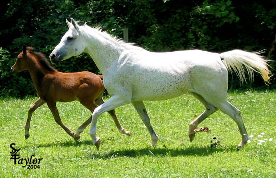 June 2004 with colt by Midnight Enchantr