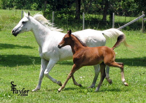 June 2004 with colt by Midnight Enchantr