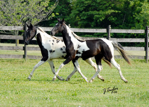 June 2006 - Winter on the left; Fyre (her sister) on the right